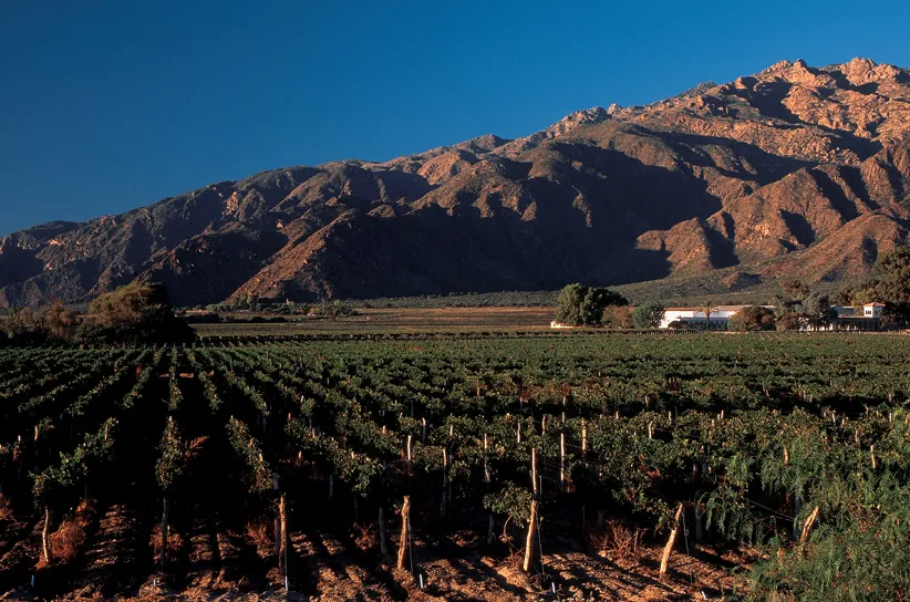 Viñedos en Cafayate, Salta
