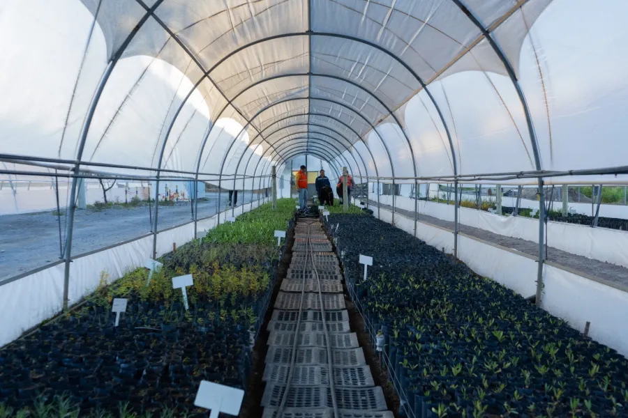 mara invernadero alumbrera